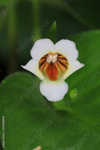 Microchirita Radiata or Yad Phra Phothisat (Radiata refers to the brown lines that radiate within the corolla tube)
This species was found in Wat Tham Phra Phothisat , Saraburi,Thailand photo