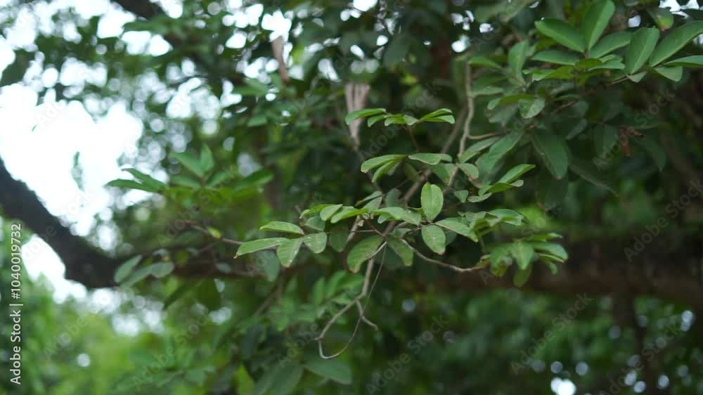 Gentle breeze rustling through the leaves of a majestic tree, creating a soothing, calming ambiance. Perfect for nature, relaxation, or peaceful scenery projects Gentle breeze rustling through the leaves of a majestic tree, creating a soothing, calming ambiance. Perfect for nature, relaxation, or peaceful scenery projects