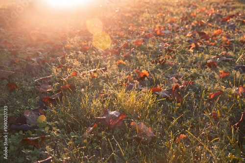 Prato autunnale, Armonia di colori, Giochi di luce mattutina, Sfondo autunnale, Rugiada