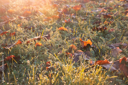 Controluce all'alba, Prato autunnale, Armonia di colori, Giochi di luce mattutina, Sfondo autunnale, Rugiada