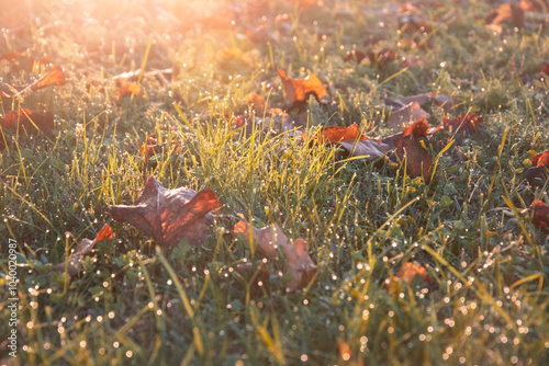 Giochi di luce mattutina, Prato autunnale, Sfondo autunnale, Sogno d'alba, Baci di rugiada