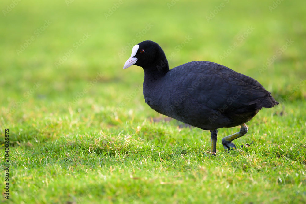 Common Coot (Fulica atra) on grass, The Netherlands.
