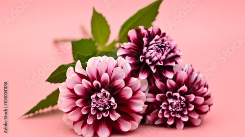 Wallpaper Mural beautiful dahlias Torontodigital.ca