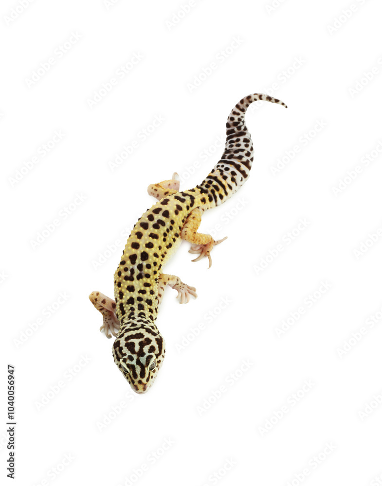 One gecko animal isolated on white, top view One gecko animal isolated on white, top view