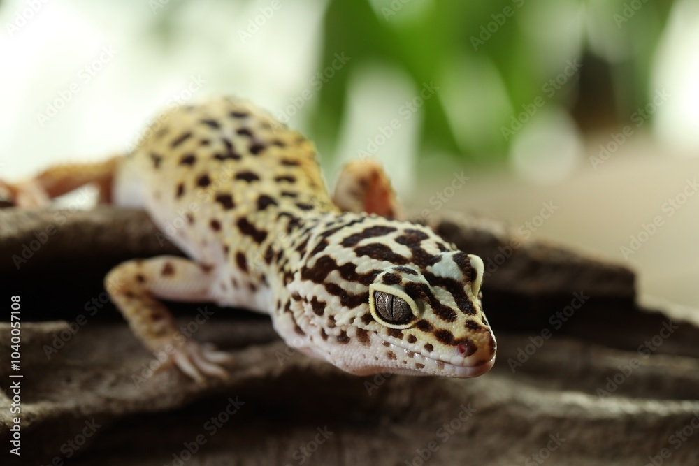 Naklejka premium Beautiful gecko on tree stump outdoors, closeup