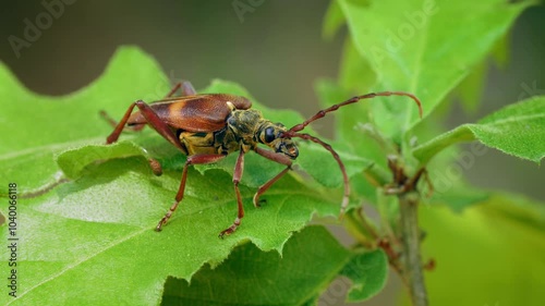 Longhorn beetle Akimerus schaefferi flying, longicorn bug in flight