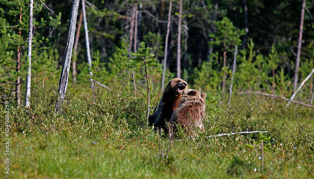 Yearling brown bear cubs in Finland Yearling brown bear cubs in Finland