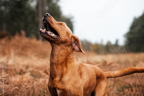 Brown dog sitting in ferns, autumn woodland pet scene