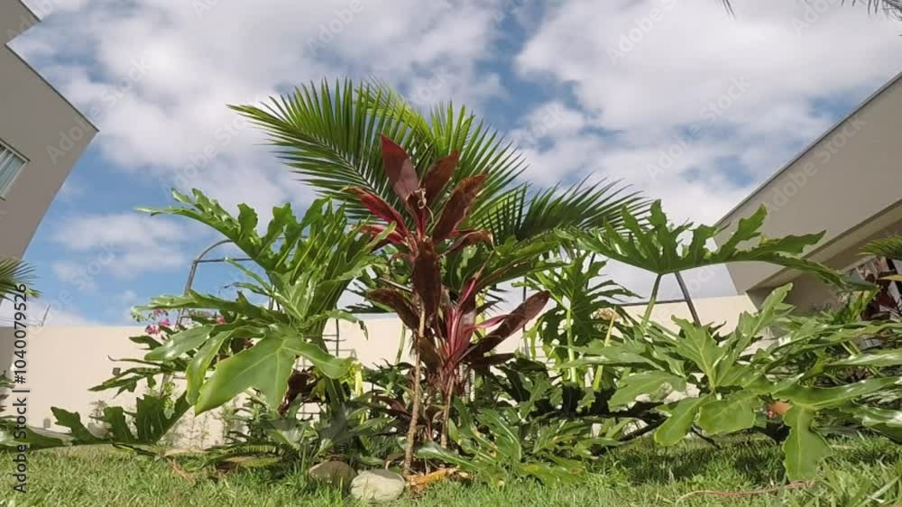 palma tropical 