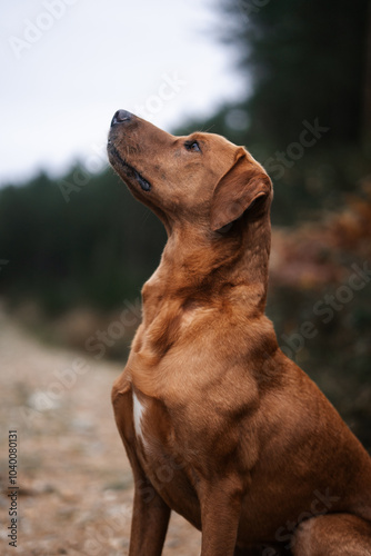 Brown dog, cute pet in a woodland forest setting