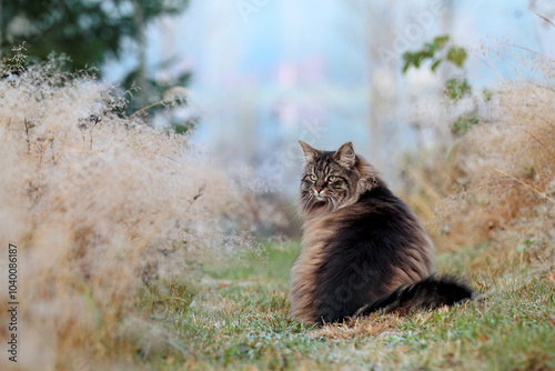 Black tabby Norwegian forest cat sitting on a path in meadow