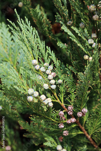 Macro image of Lawson's Cypress fruit in Autumn, Suffolk England
 photo