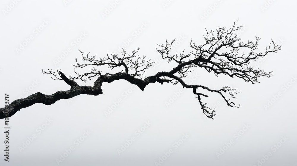 A bare tree branch, silhouetted against a blank sky A bare tree branch, silhouetted against a blank sky