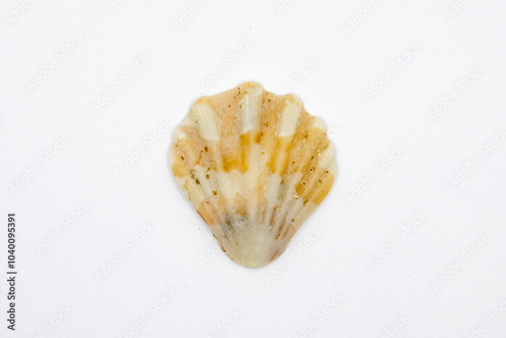 Beautiful Sea shell photograph isolated on a white background, Common empty cockle shells, Shell isolated on white background, sea shell of common cockle, clam mollusk shell, scallop design element Beautiful Sea shell photograph isolated on a white background, Common empty cockle shells, Shell isolated on white background, sea shell of common cockle, clam mollusk shell, scallop design element