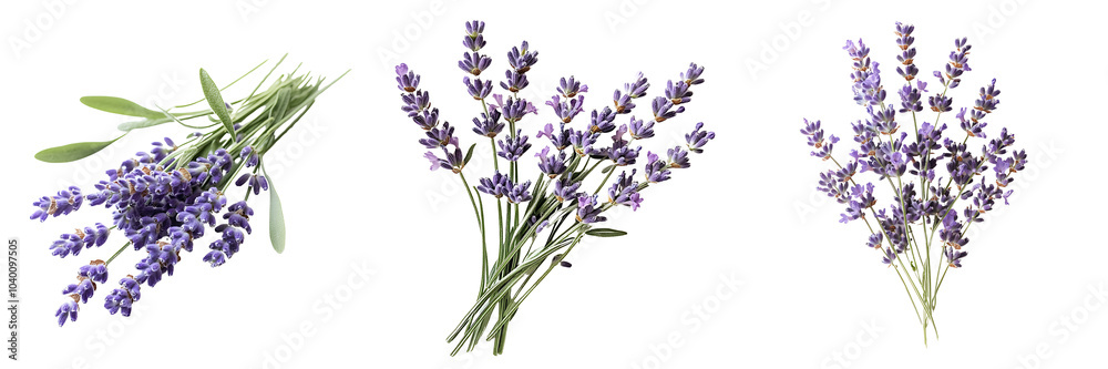 Set of a small bundle of lavender flowers with soft purple hues isolated on transparent background Set of a small bundle of lavender flowers with soft purple hues isolated on transparent background