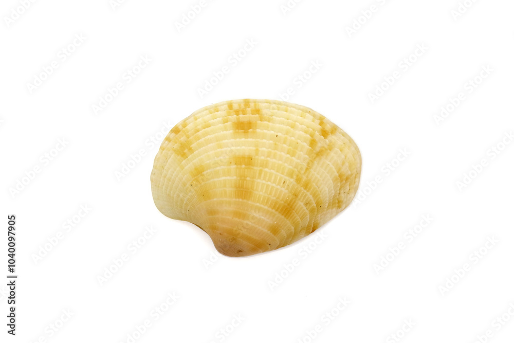 Beautiful Sea shell photograph isolated on a white background, Common empty cockle shells, Shell isolated on white background, sea shell of common cockle, clam mollusk shell, scallop design element Beautiful Sea shell photograph isolated on a white background, Common empty cockle shells, Shell isolated on white background, sea shell of common cockle, clam mollusk shell, scallop design element