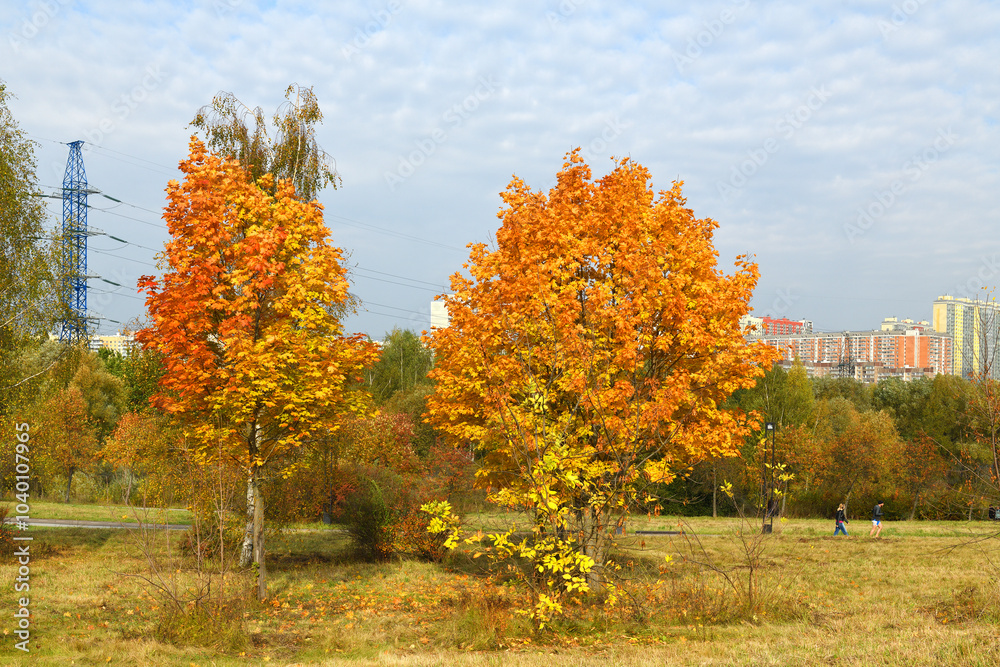 Φωτογραφία Beautiful bright golden autumn in Mitino Landscape Park
