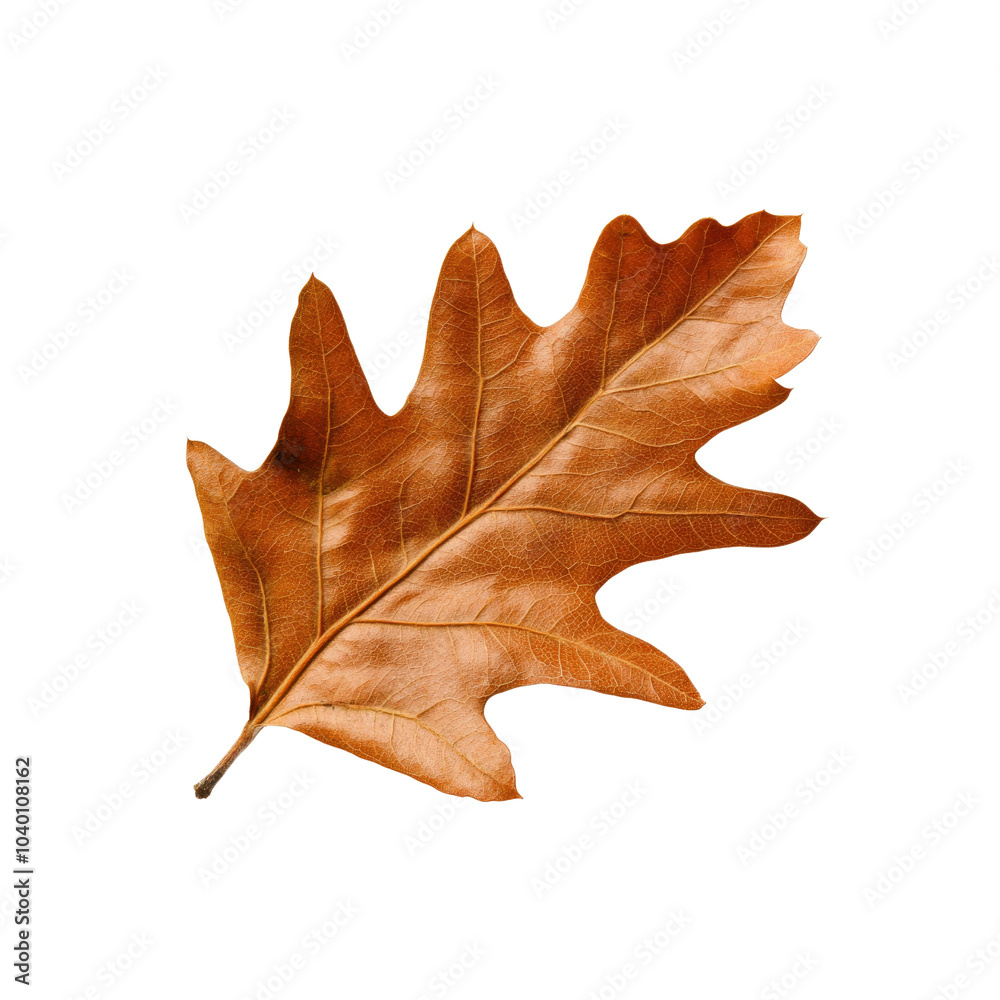 Single Dry Oak Leaf on Black Background Single Dry Oak Leaf on Black Background