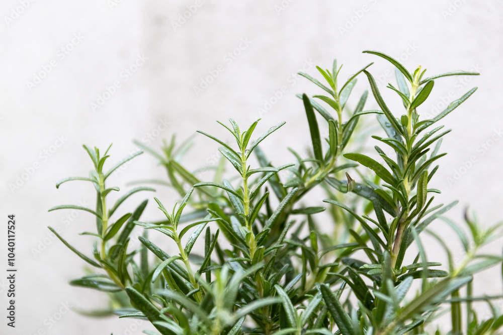 Obraz premium A close-up of fresh green rosemary sprigs against a soft gray background, perfect for culinary or botanical themes.