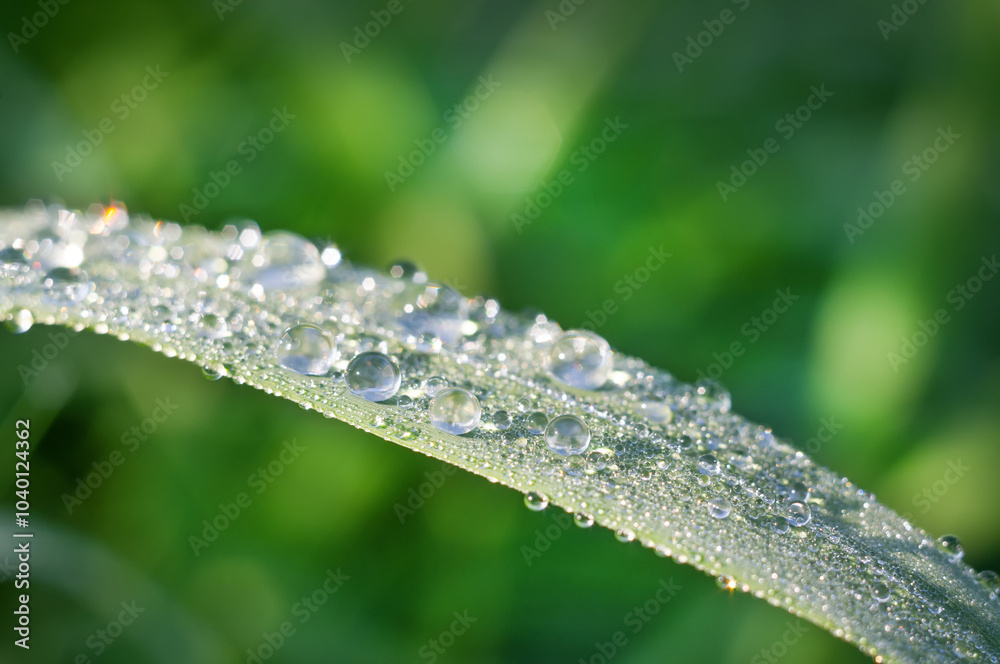 Drops of dew on a leaf of a green plant. Drops of dew on a leaf of a green plant.