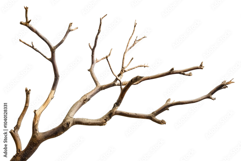 Dried tree branches cut out on white Dried tree branches cut out on white