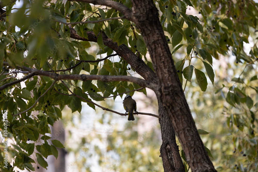 light-vented bulbul watching human activity light-vented bulbul watching human activity