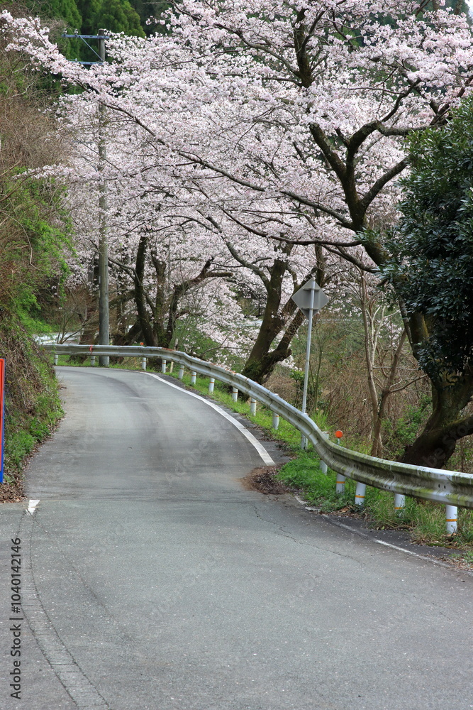 Obraz premium 道沿いに咲く桜