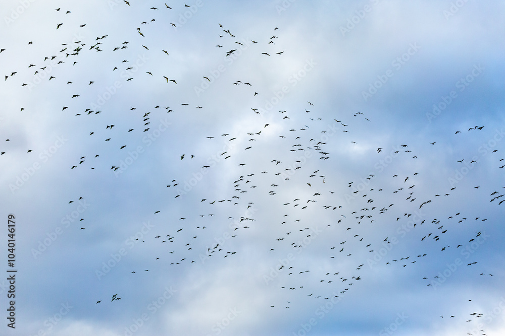 Flock of native birds flying high in sky tiny specks against clouds and blue Flock of native birds flying high in sky tiny specks against clouds and blue