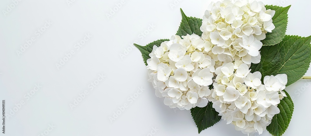 Top view of lovely white hydrangea flowers on a light background with copy space image ideal for a flower card on occasions like Mother s Day and International Women s Day Top view of lovely white hydrangea flowers on a light background with copy space image ideal for a flower card on occasions like Mother s Day and International Women s Day