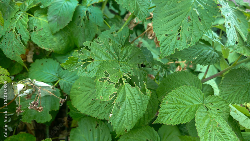 Raspberry Leaves Damaged by Pests or Disease in a Garden Raspberry Leaves Damaged by Pests or Disease in a Garden