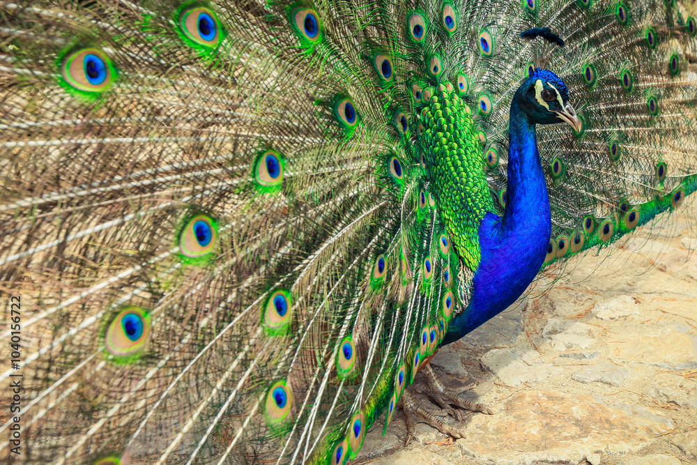 Fototapeta premium Vivid peacock displays its iridescent feathers in a lush garden setting during a sunny afternoon