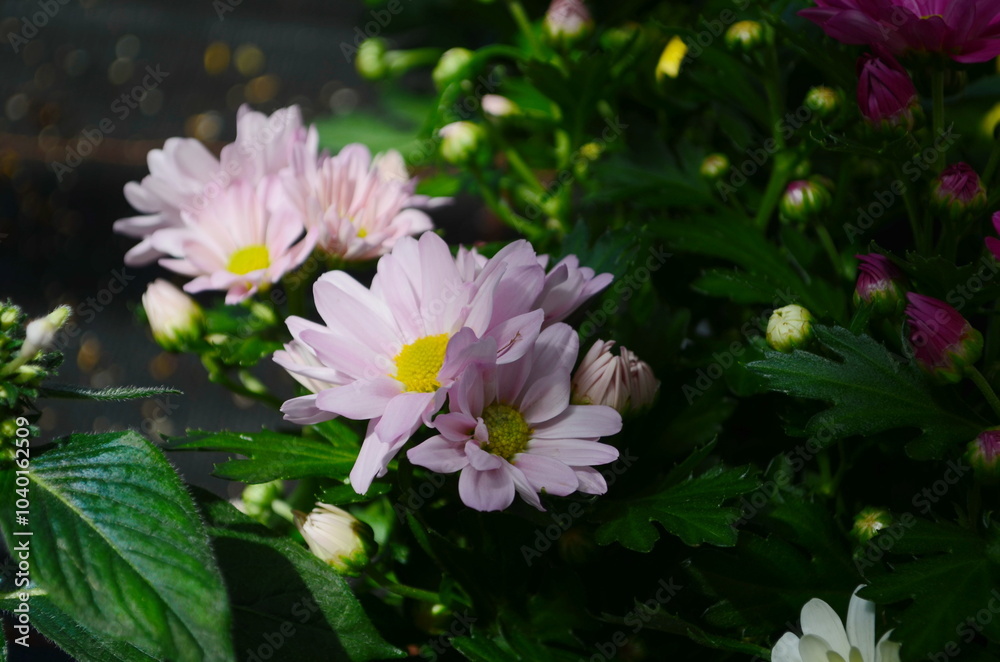 Background of beautiful pink chrysanthemum flowers. Background of beautiful pink chrysanthemum flowers.