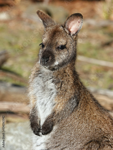 Kangaroo Australian icon animal in nature Tasmania