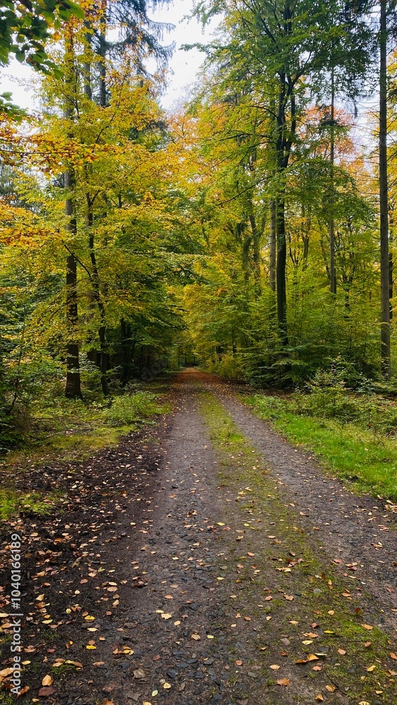 Obraz premium Path to the wood #3