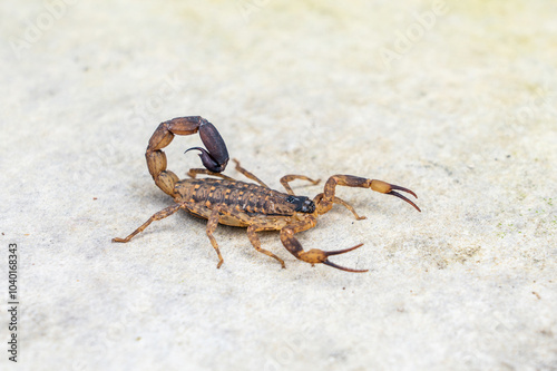 Dangerous Venomous insects. Chinese striped bark scorpion or Vietnamese brown scorpion - Lychas mucronatus on old Cement board. photo