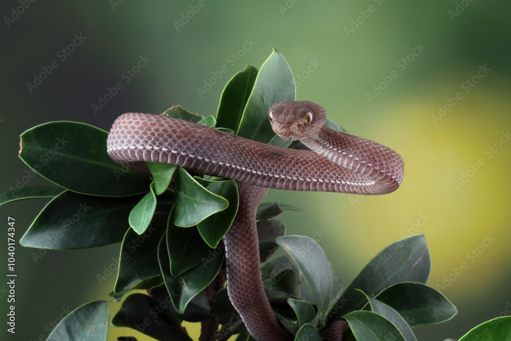Fototapeta premium Baby viper snake on branch, trimeresurus purpureomaculatus viperidae