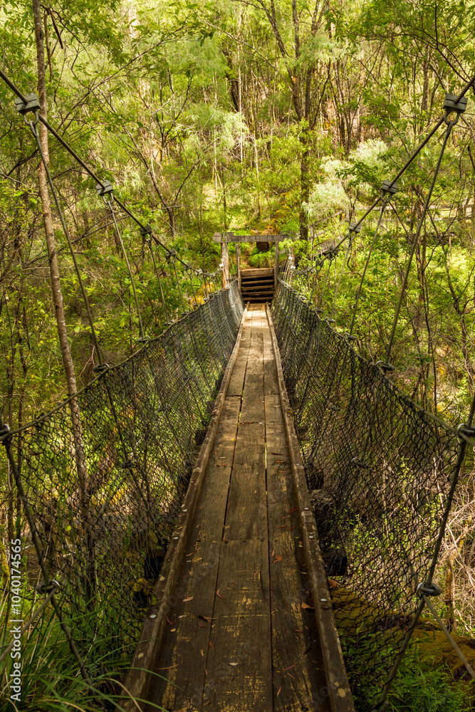 Suspension bridge in the middle of a forest with native bushland around it Suspension bridge in the middle of a forest with native bushland around it