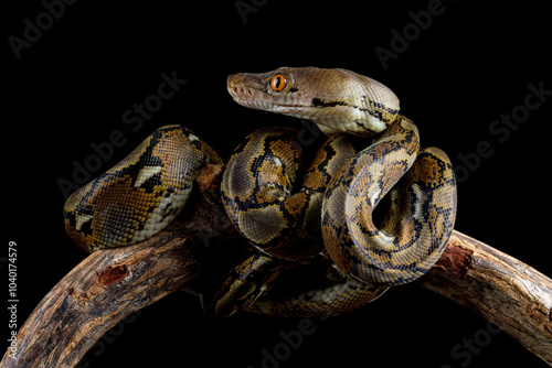 python reticulatus isolated on black, non-venomous snake, ular sanca kembang