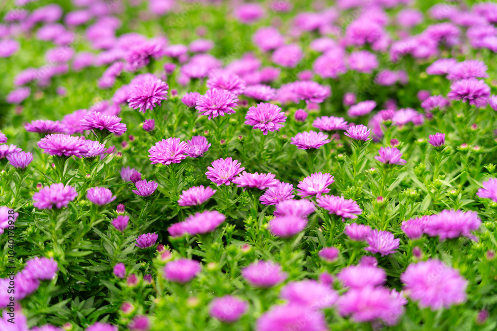 Argyranthemum frutescens or Marguerite, Marguerite Daisy fower for background,home and gaden decor concept Home Inspirations Argyranthemum frutescens or Marguerite, Marguerite Daisy fower for background,home and gaden decor concept Home Inspirations