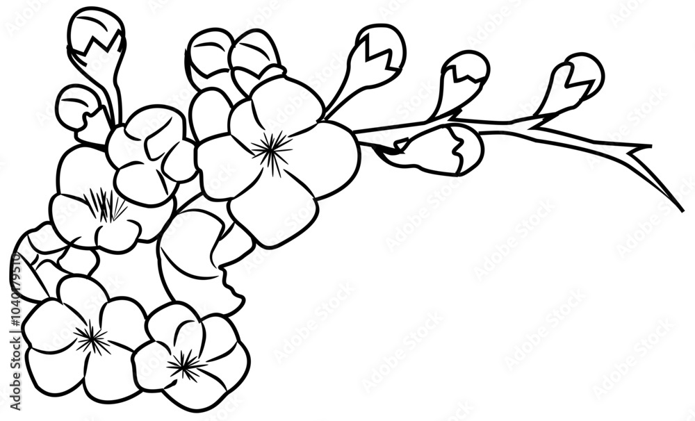 Fototapeta premium Cherry Blossom Flower