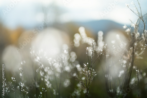 Obraz na płótnie Autumn grass in the mountains at sunset. Macro image. Beautiful autumn background w salonie