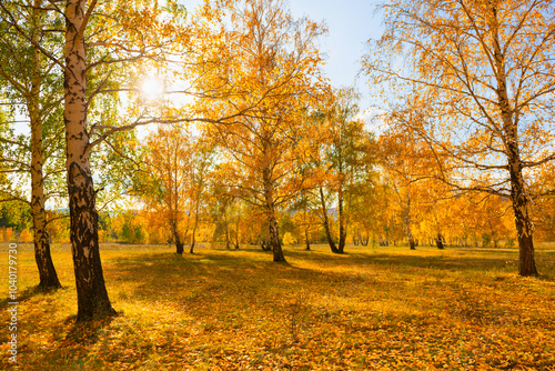 Autumn trees with yellow leaves in the forest at sunny day.