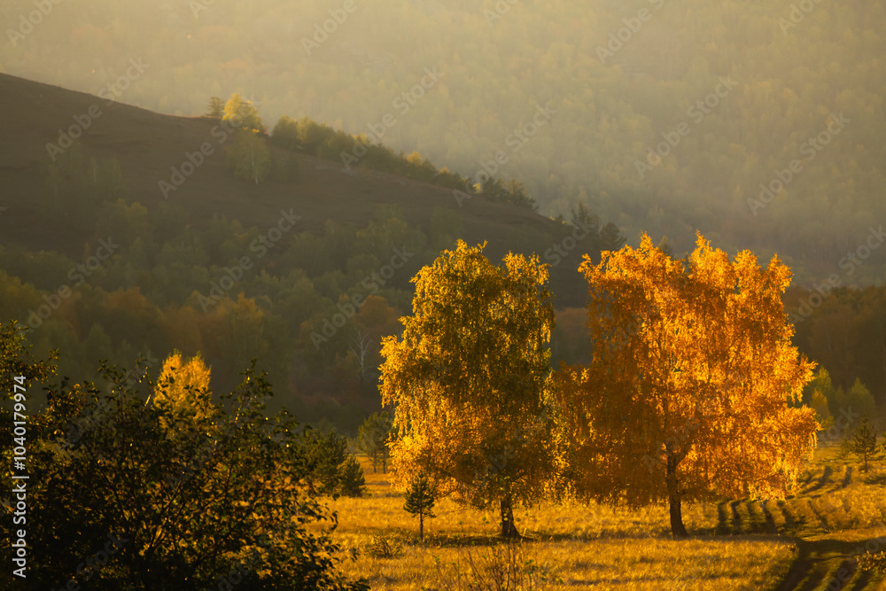Yellow autumn forest in the mountains at sunset. Beautiful autumn landscape