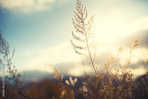Obraz na płótnie Autumn grass in the mountains at sunset. Autumn nature background w salonie