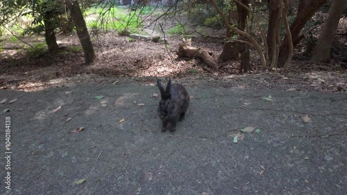 Wild black rabbit hops on road, Okunoshima Rabbit Island, Japan
