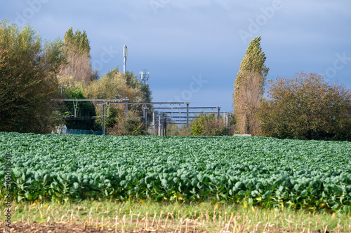 Green farmland with cultivated beets at the Flemish countryside in Kobbegem, Asse, Belgium photo