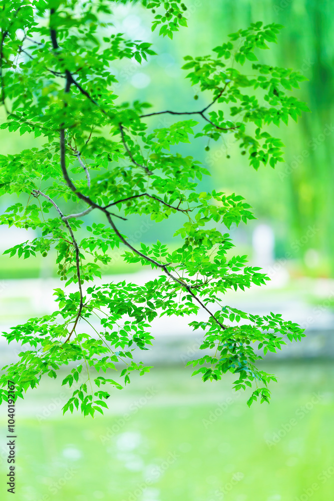 Beautiful and dreamy green leaf background Beautiful and dreamy green leaf background