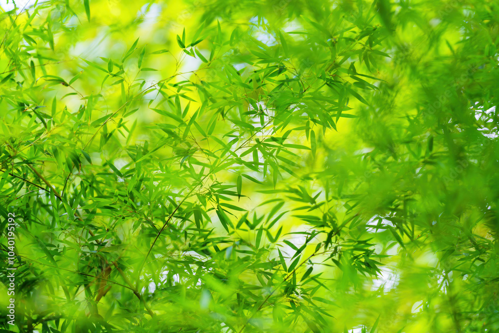 Obraz premium Beautiful and dreamy green bamboo leaf background