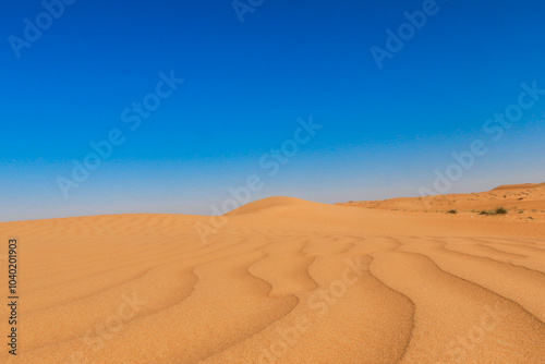 Expansive golden sand dunes in the Wahiba Desert Oman under a clear blue sky at midday showcasing nature\'s beauty