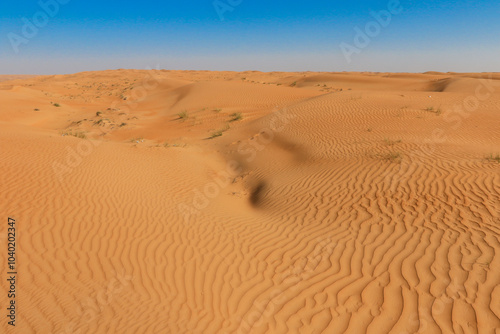 Natural patterns of sand dunes basking under a clear blue sky in the Wahiba Desert Oman during the midday sun